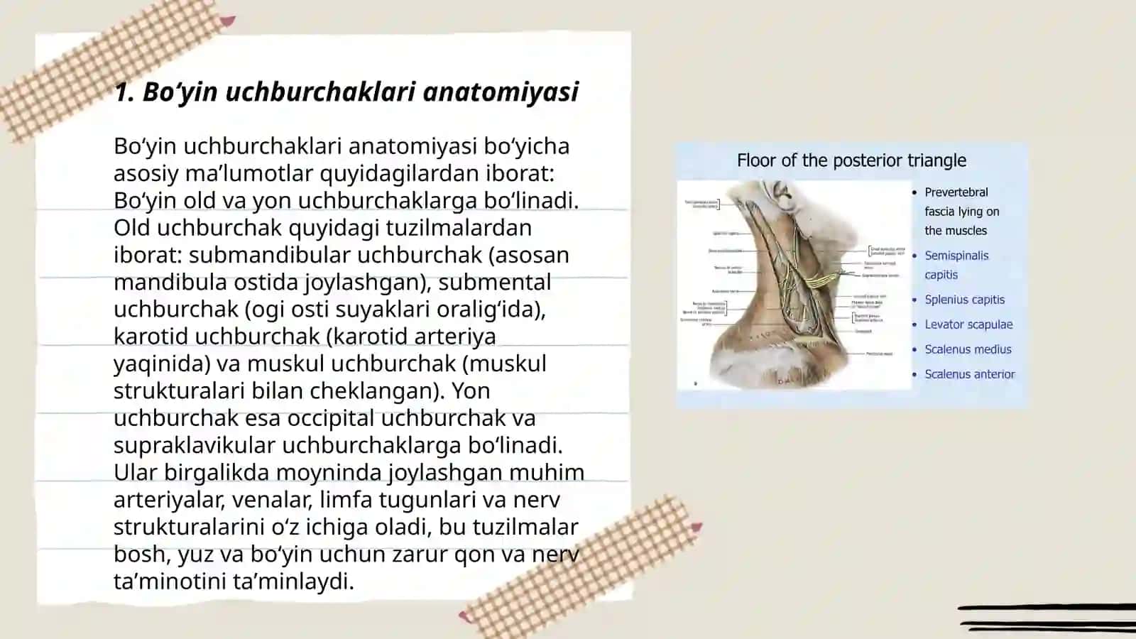 Boʻyin uchburchaklari anatomiyasi 3