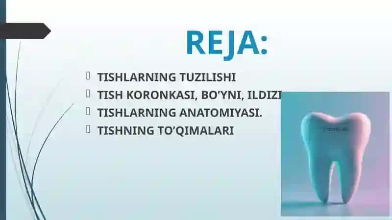 Tish To'qimalarining Tuzilishi 3