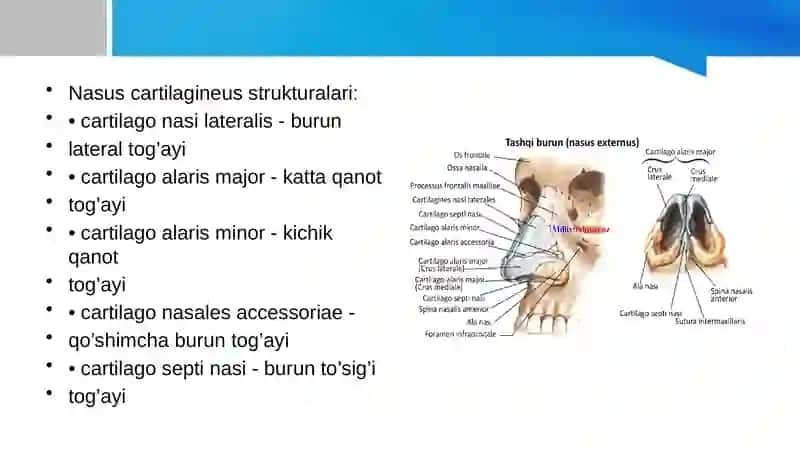 Nafas olish jarayoni. Nafas azolarining rentgenanatomiyasi va rivojlanish nuxsonlari 3