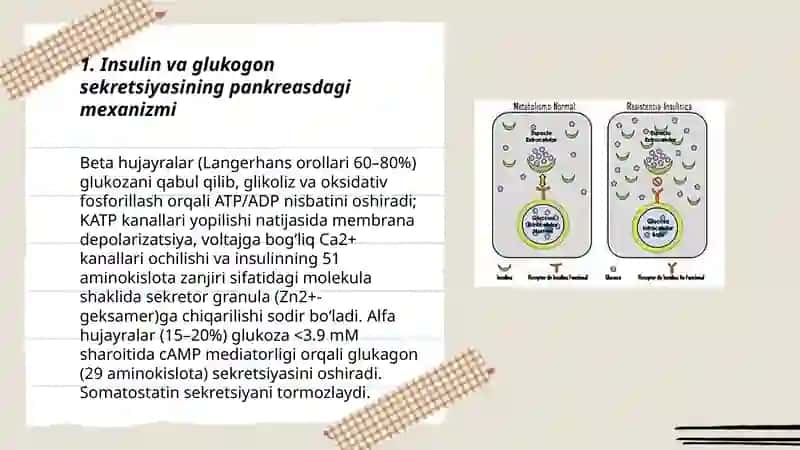 Odam organizmida kechadigan metabolitik jarayonlarda insulin va glukogonning roli 3