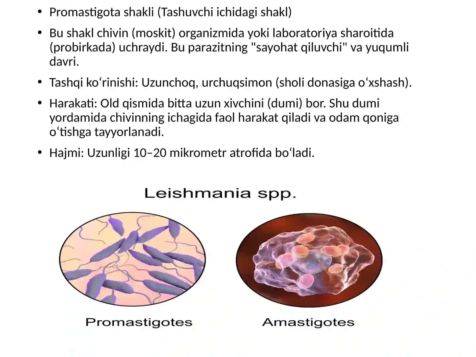 Leyshmanyoz 3
