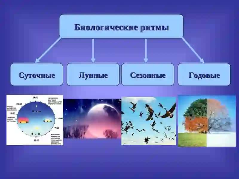 Сон и сновидения 3