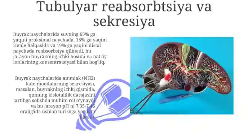 Buyrak bosimi fiziologiyasi 3