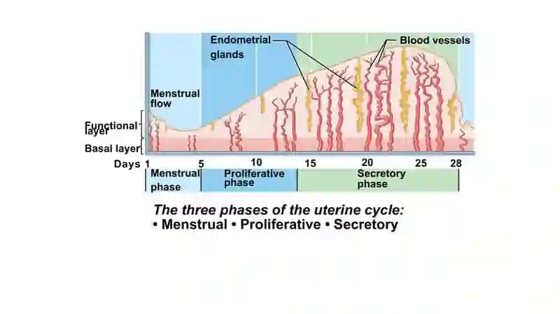 TheUterine (Menstrual) Cycle 3