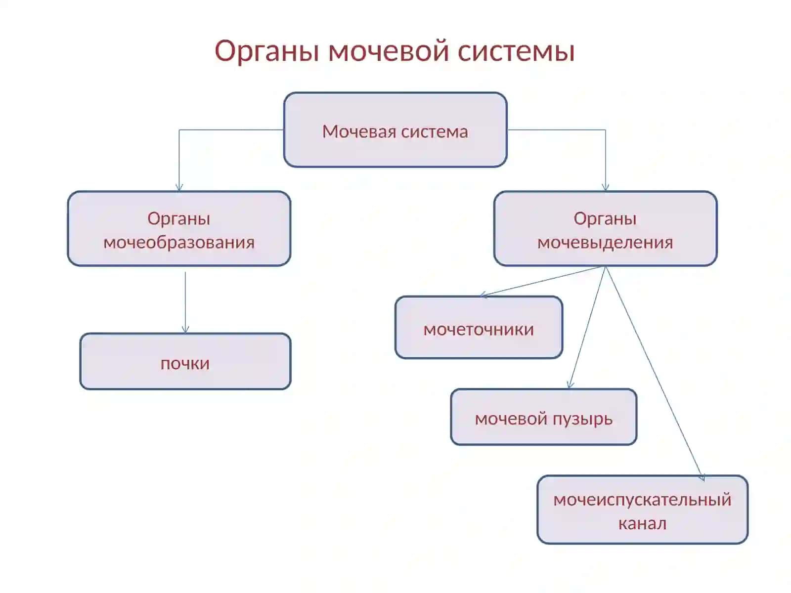 Анатомия и физиология мочевой системы 3