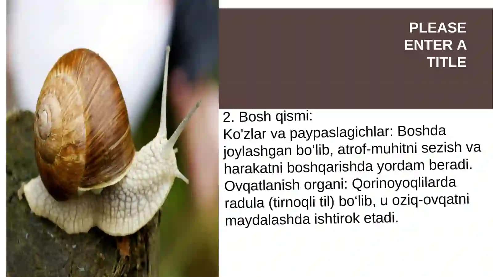 Qorinoyoqlilar (Gastropoda) 3