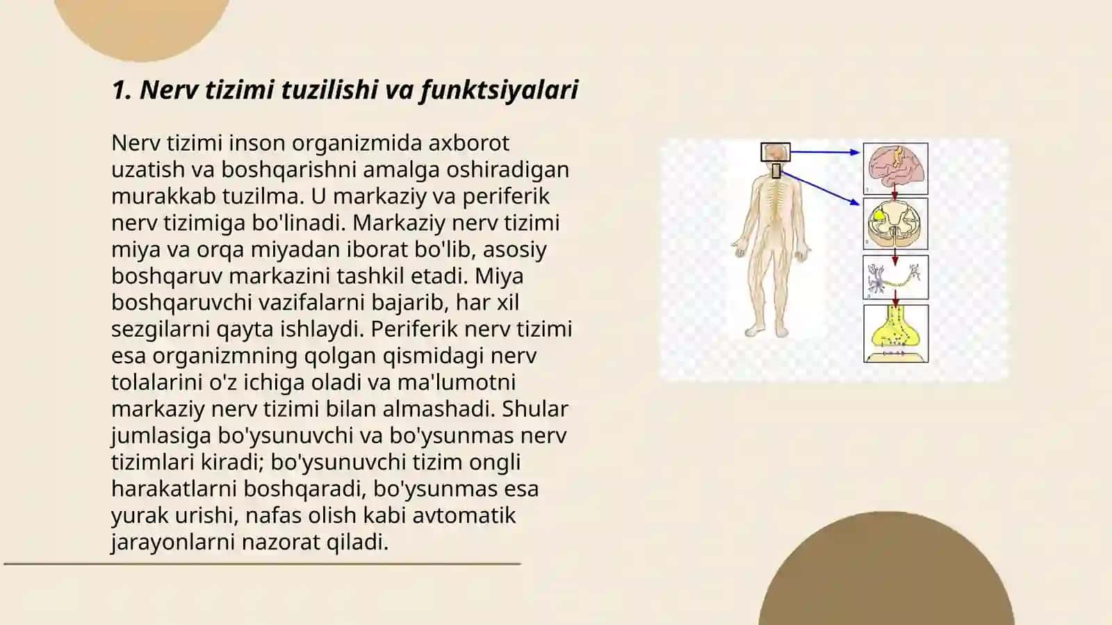 NERV TIZIMINING FUNKSIYALARI VA GIGIYENASI 3