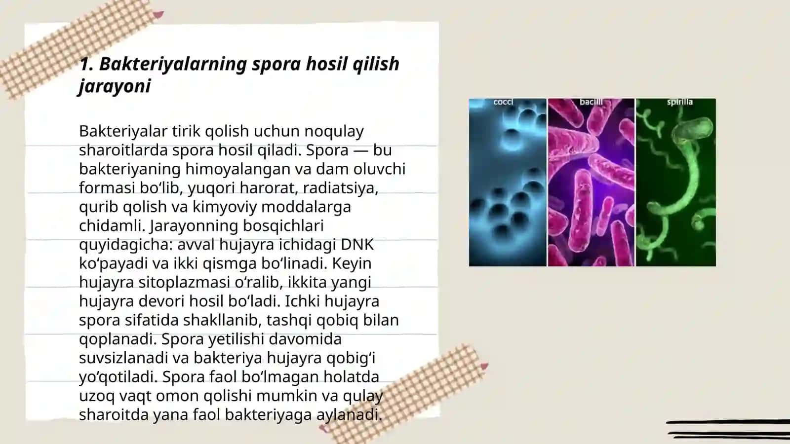 Bakteriyalarning spora xosil qilishi va sistematikasi 3