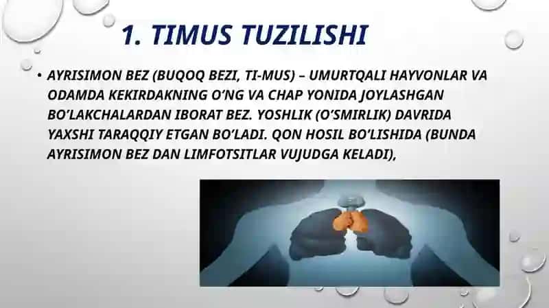 TIMUS TUZILISHI, RIVOJLANISHI VA VAZIFASI. 3