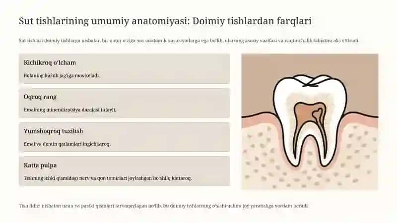 Sut (vaqtinchalik) tishlashning anatomiyasi va fiziologiyasi 3