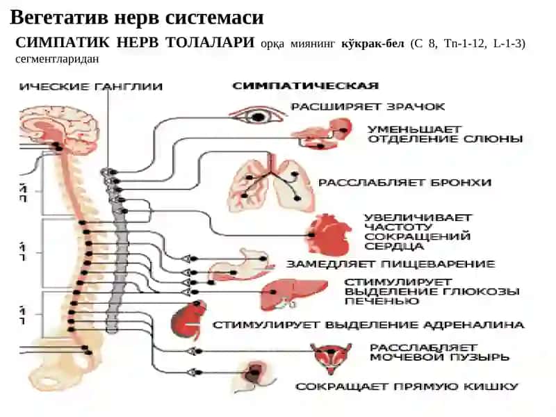 Эфферент иннервация. Холинергик синапсларга таъсир этувчи дори воситалар, 3