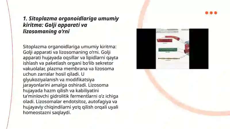 Sitoplazma organoidlari golji apparati va lizasomaning tuzilishi 3