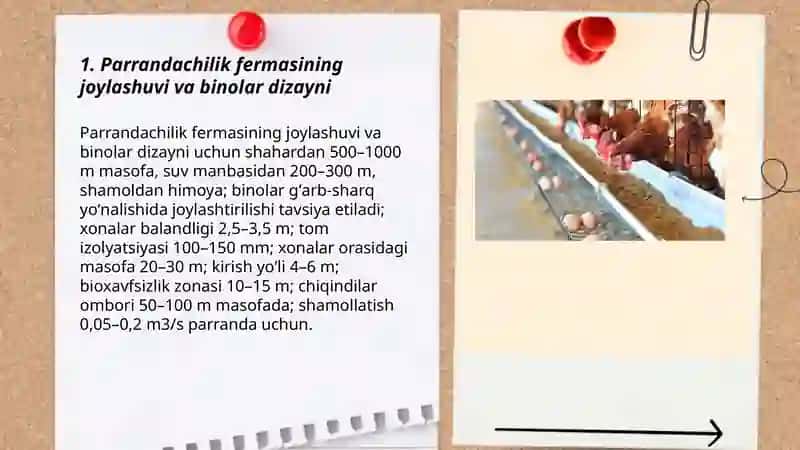 Parrandachilik fermasi 3