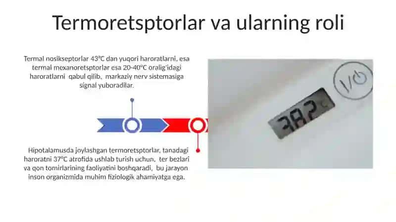 Termoregulatsiya 3