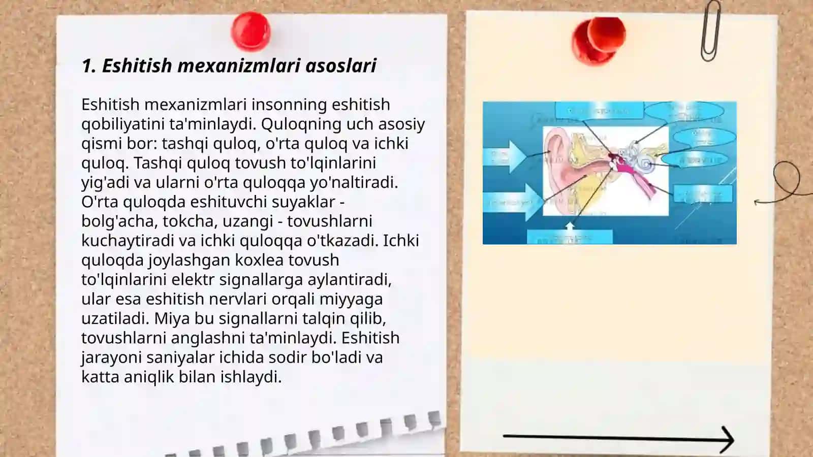 Eshitishning sitologik mexanizmlari. Vibratsiyaning eshitish va muvozanat organlari tuzilishiga ta'siri 3