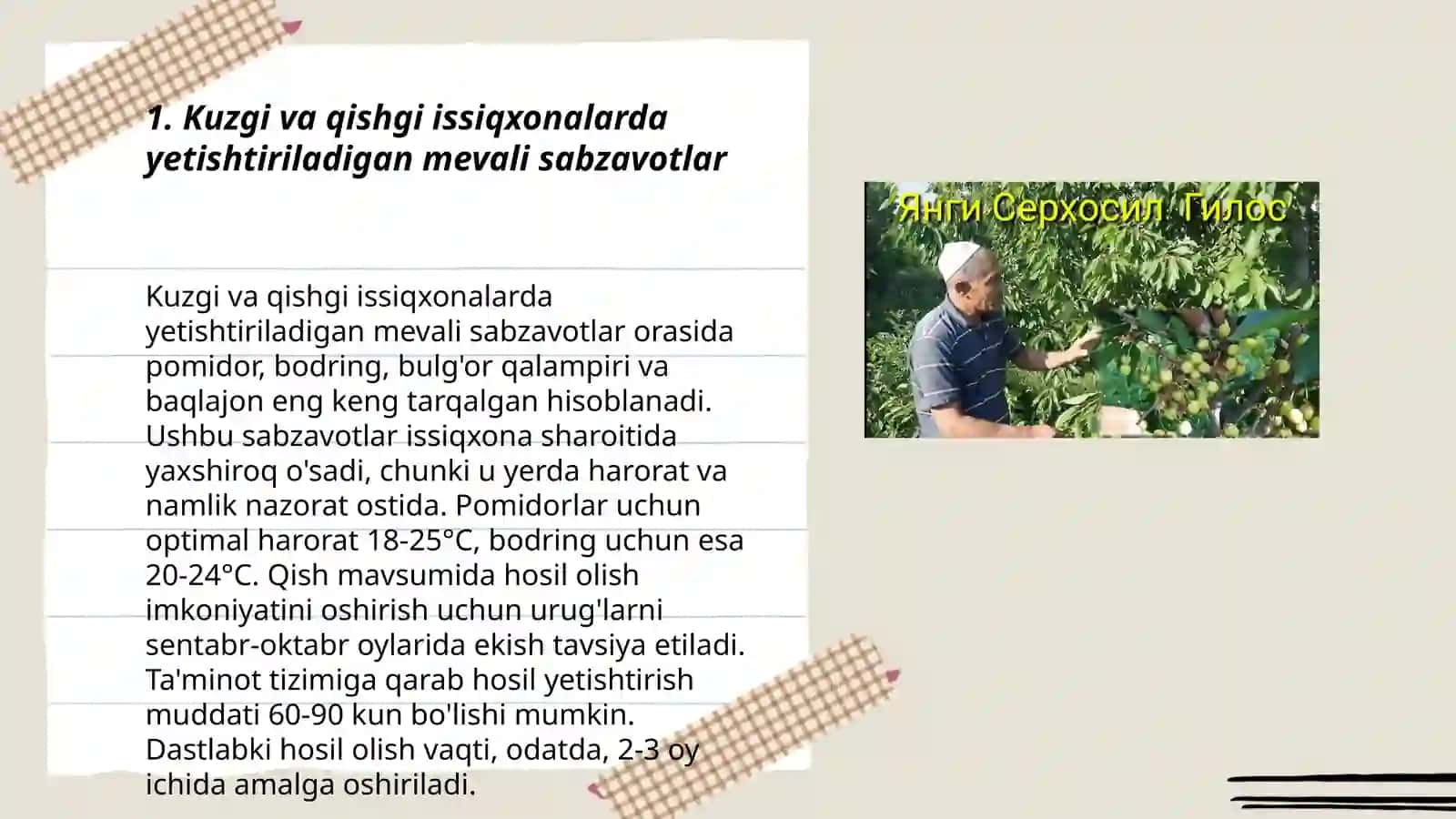 Issiqxonalarda kam tarqalgan mevali sabzavotni yetishtirish 3