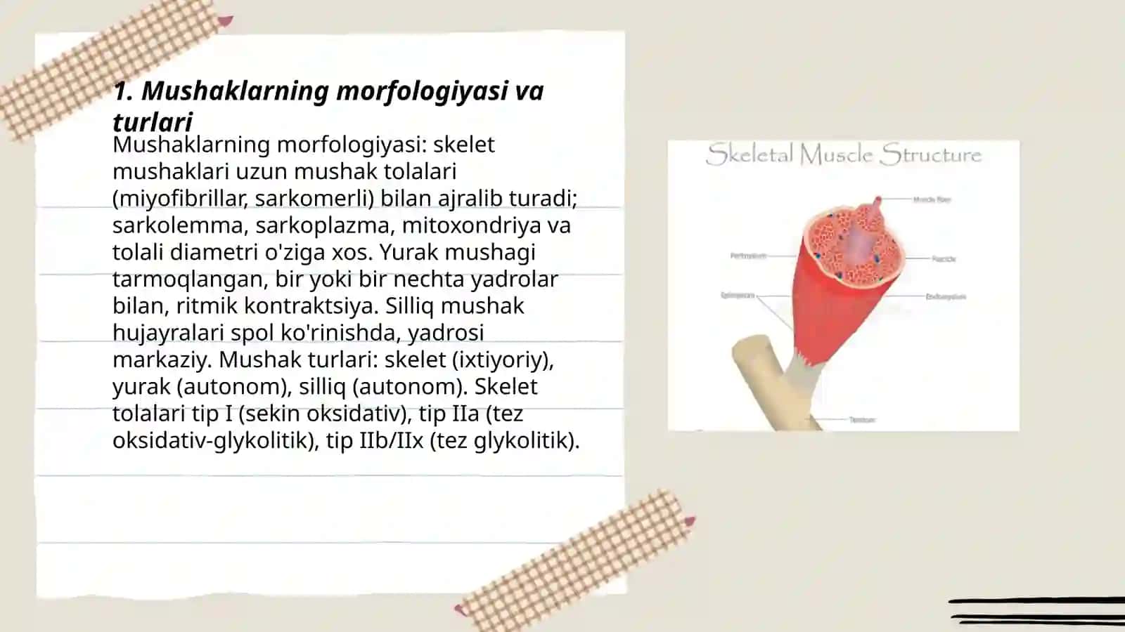 Muskullar fiziologiyasi 3
