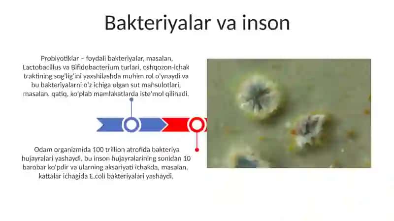 Bakteriyalar sinfi 3