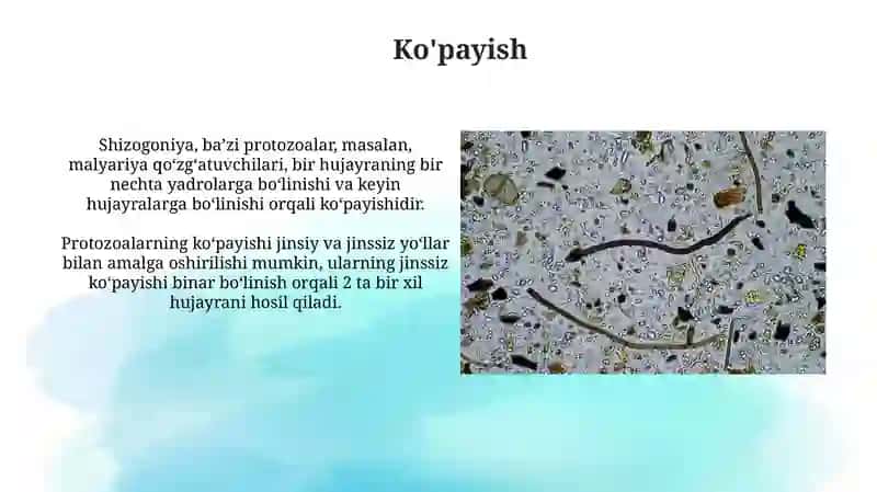 Protozoalarning ekologik ahamiyati va tibbiy roli 3