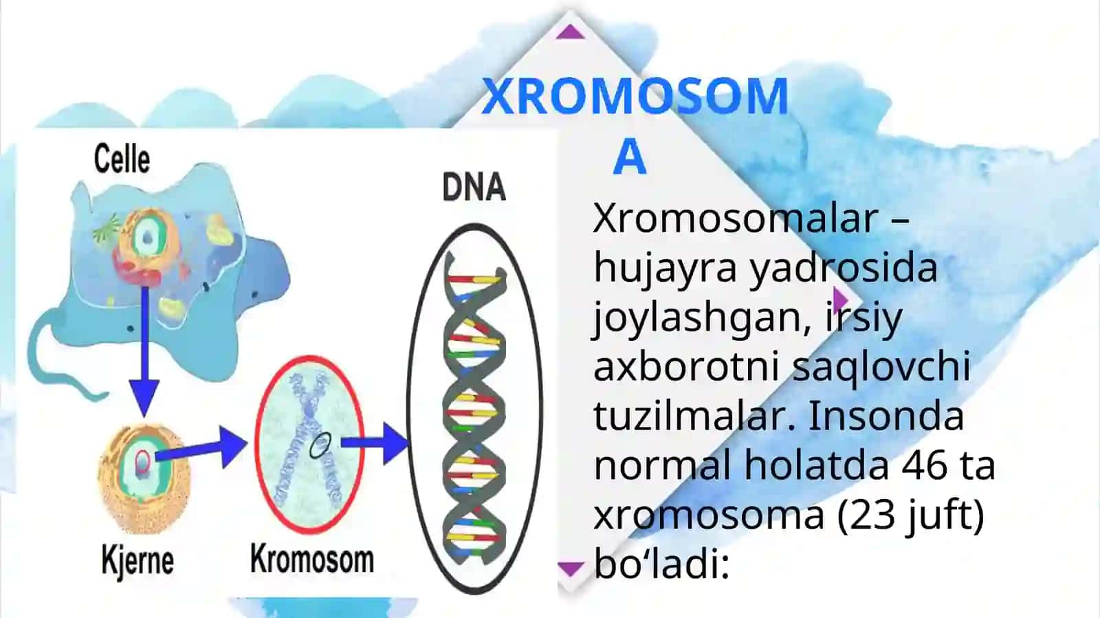 Xromosoma kasalliklari. Xromosomalar soni va strukturasini o'zgarishlari. Prenatal tashxislash 3