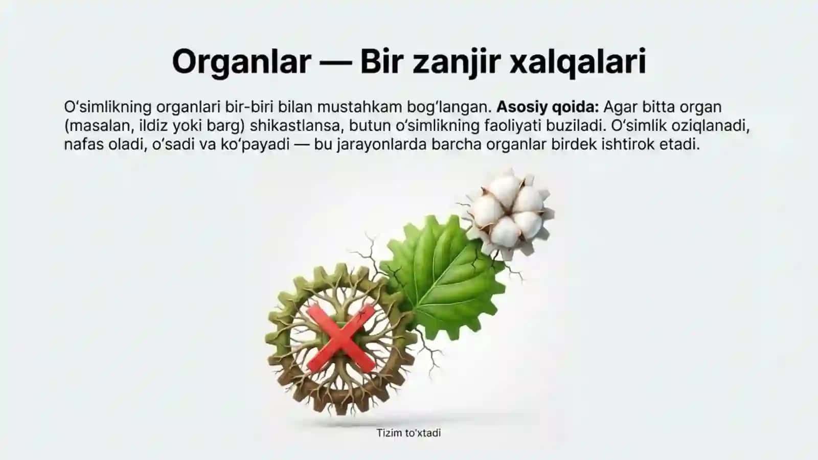 O'simlik - yaxlit organizm 3