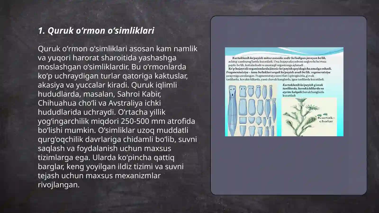 Quruk oʻrmon oʻsimliklari 3