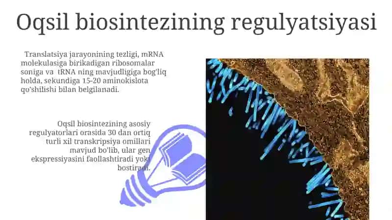 Oqsil biosintezining regulyatsiyasi 3