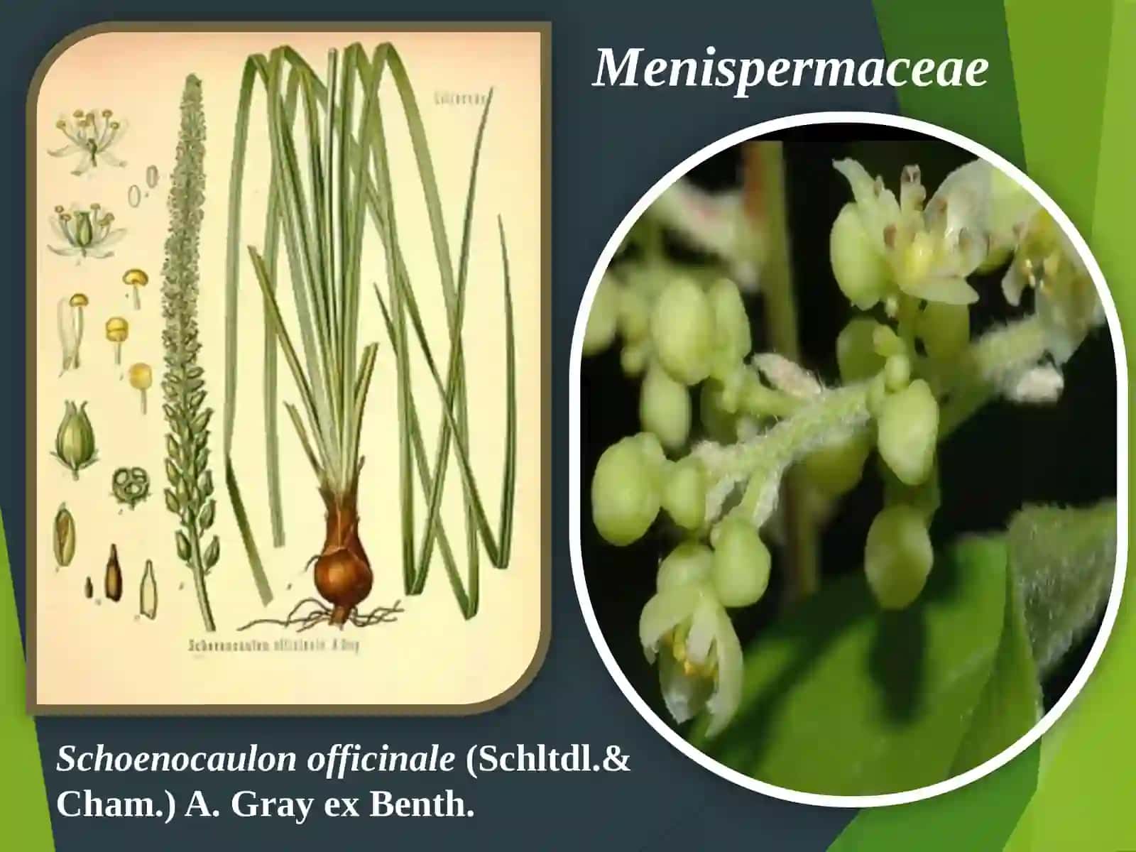 Alkaloidlar saqlovchi dorivor o‘simliklar 3
