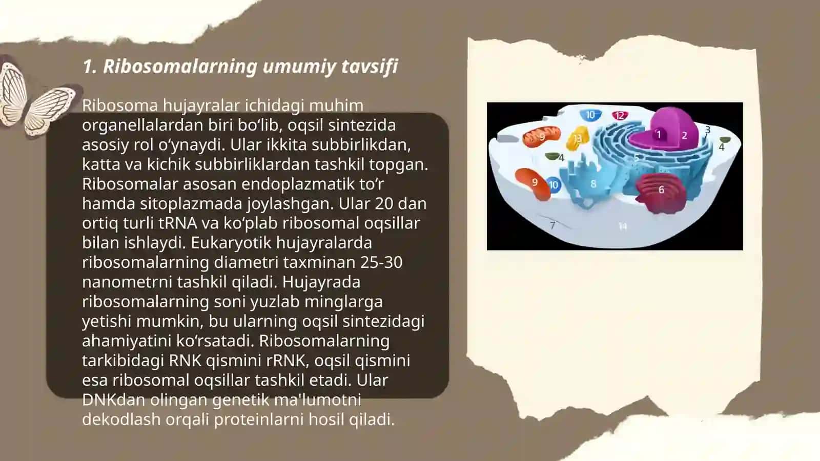 Ribosomalar va ularning tuzilishi, funksional holatining ahamiyati 3