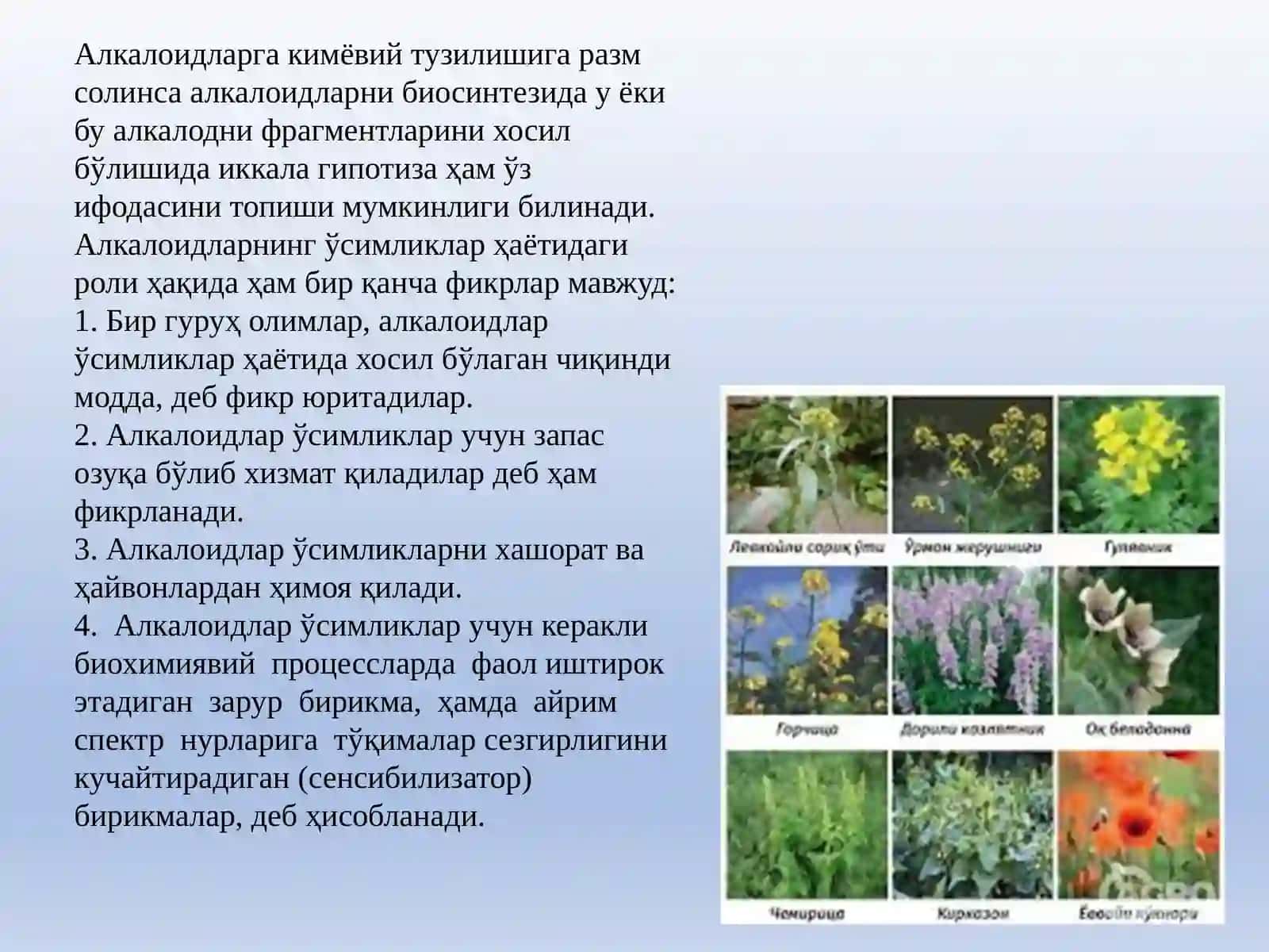 АЛКАЛОИДЛАР САҚЛОВЧИ ДОРИВОР 3
