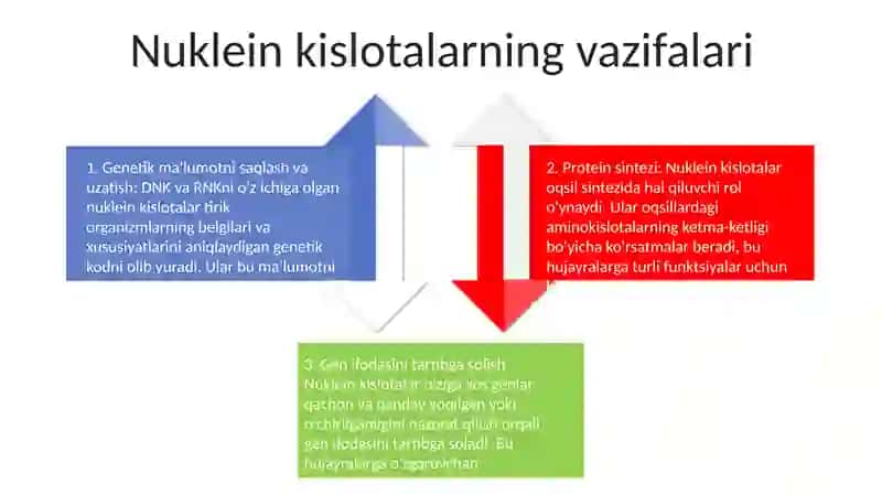 Nuklein Kislotalar Tuzilishi Va Funksiyalari 3