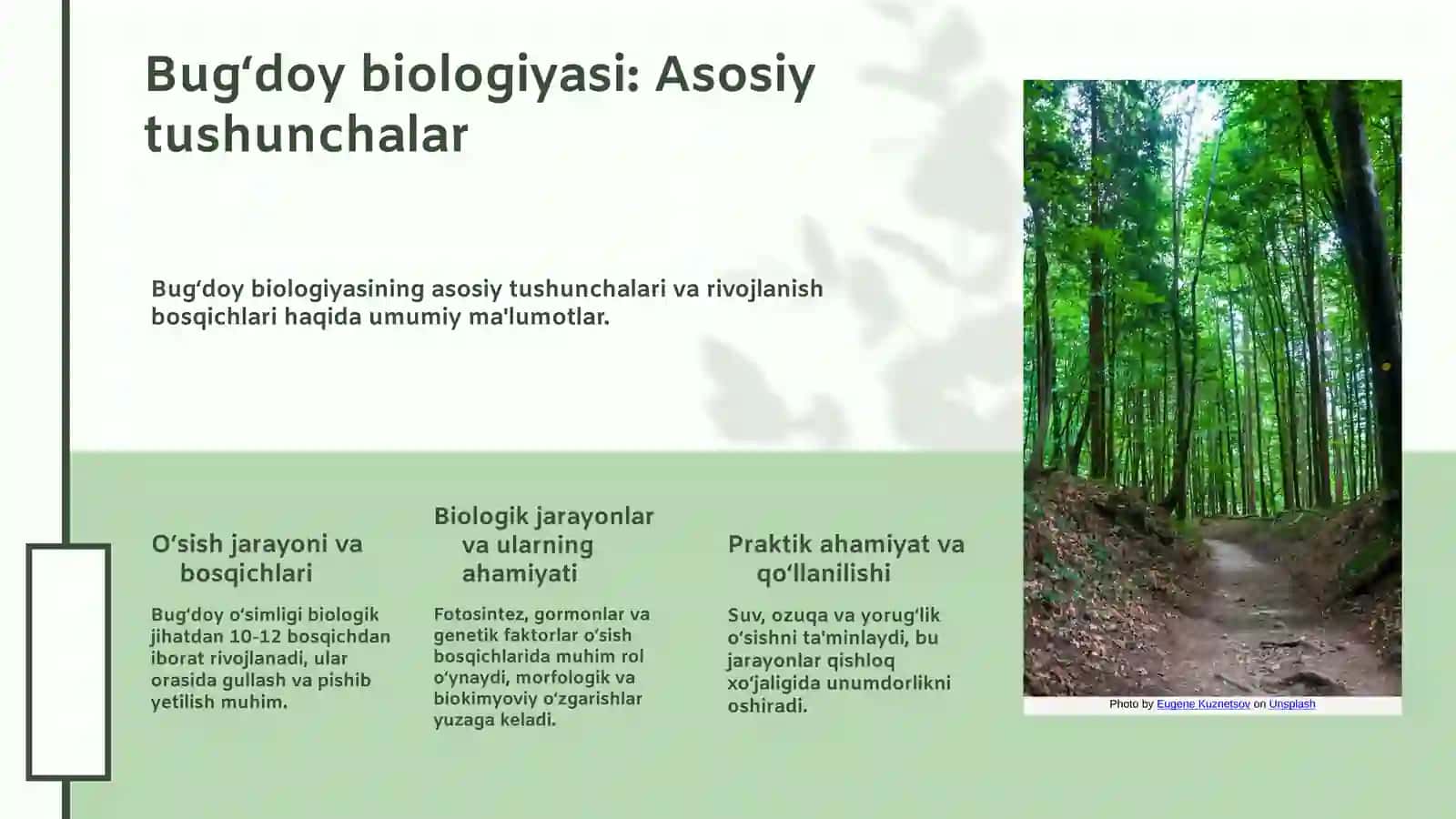 Bugʻdoy biologiyasi, rivojlanish fazalari 3