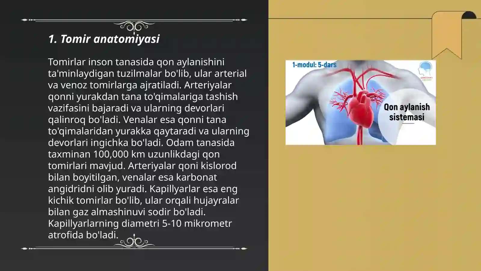 Vena qon tomirlar gistalogiyasi 3