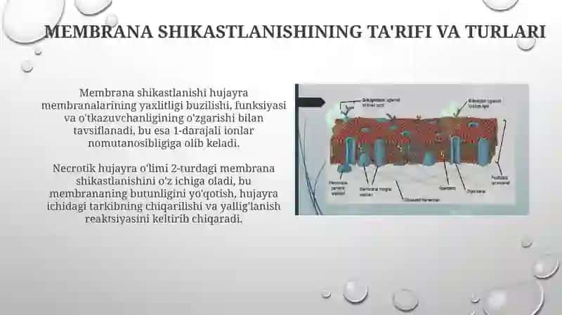 Membrana shikastlanishining ta'rifi va turlari 3