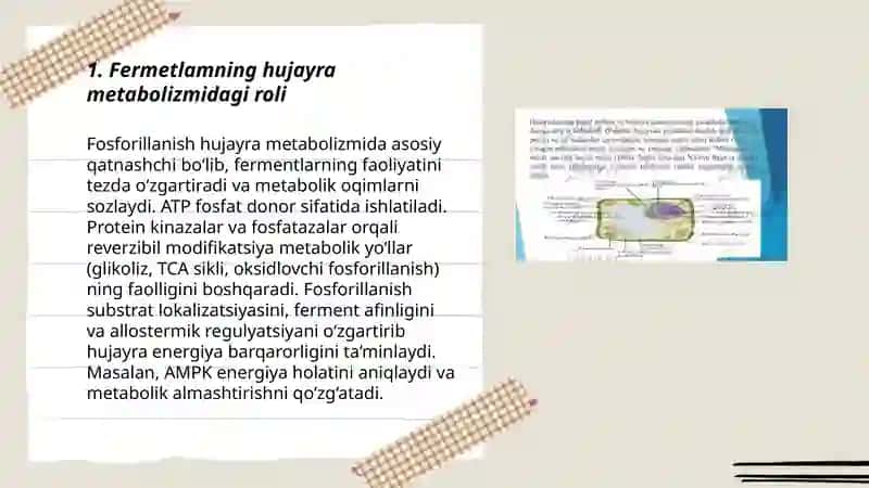 Fermetlamning hujayra ishidagi roli 3