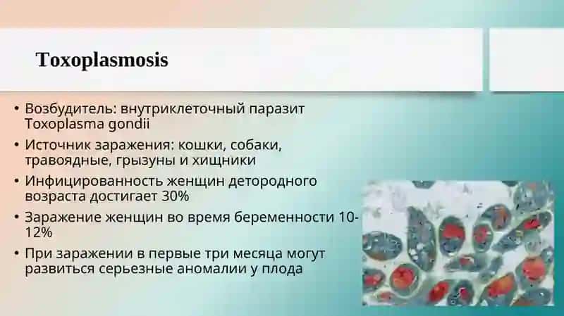 TORCH-ИНФЕКЦИИ: КЛИНИЧЕСКАЯ ДИАГНОСТИКА ИЭТИОЛОГИЧЕСКАЯ ВЕРИФИКАЦИЯ 3