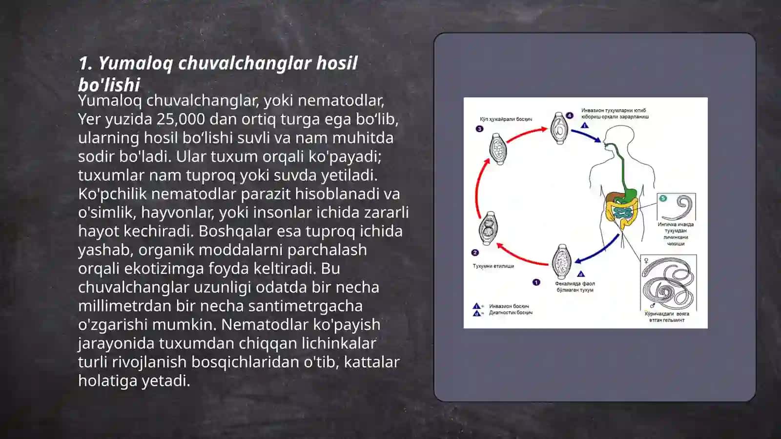 Yumaloq chuvalchanglar odam parazitlari: askarida, ostritsa, filyariyalar, vuxereriya 3