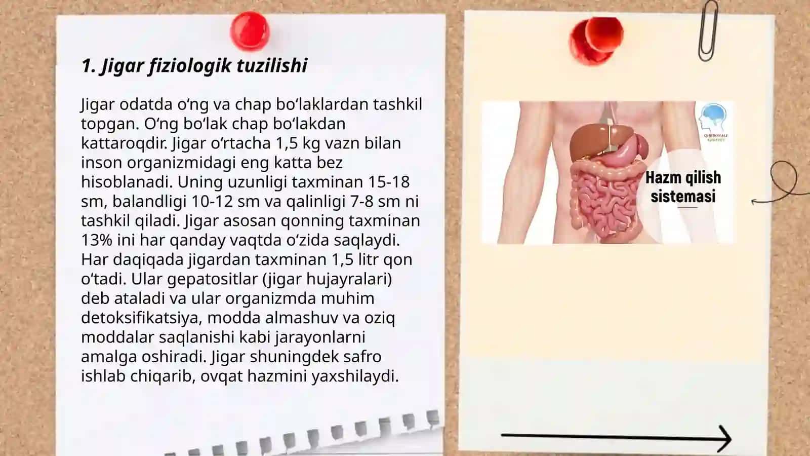Jigar Fiziologiyasi va Vazifasi 3