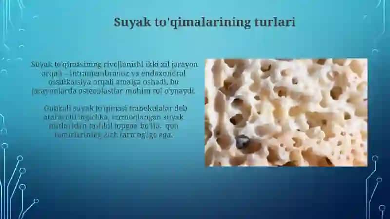 Suyak to'qimasi va muskul to'qimasi 3