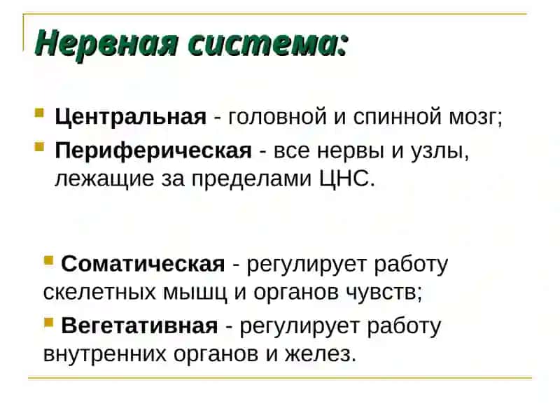 Физиология центральной нервной системы 3