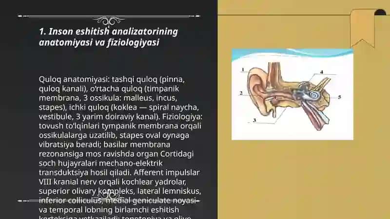 Inson eshitish analizatorini organish patologiyalari. Yordamchi eshituv moslamalari 3