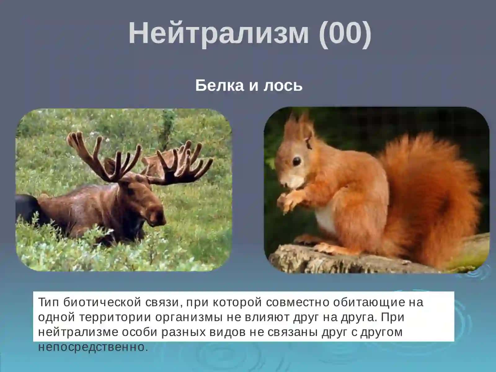 Белка и лось 3