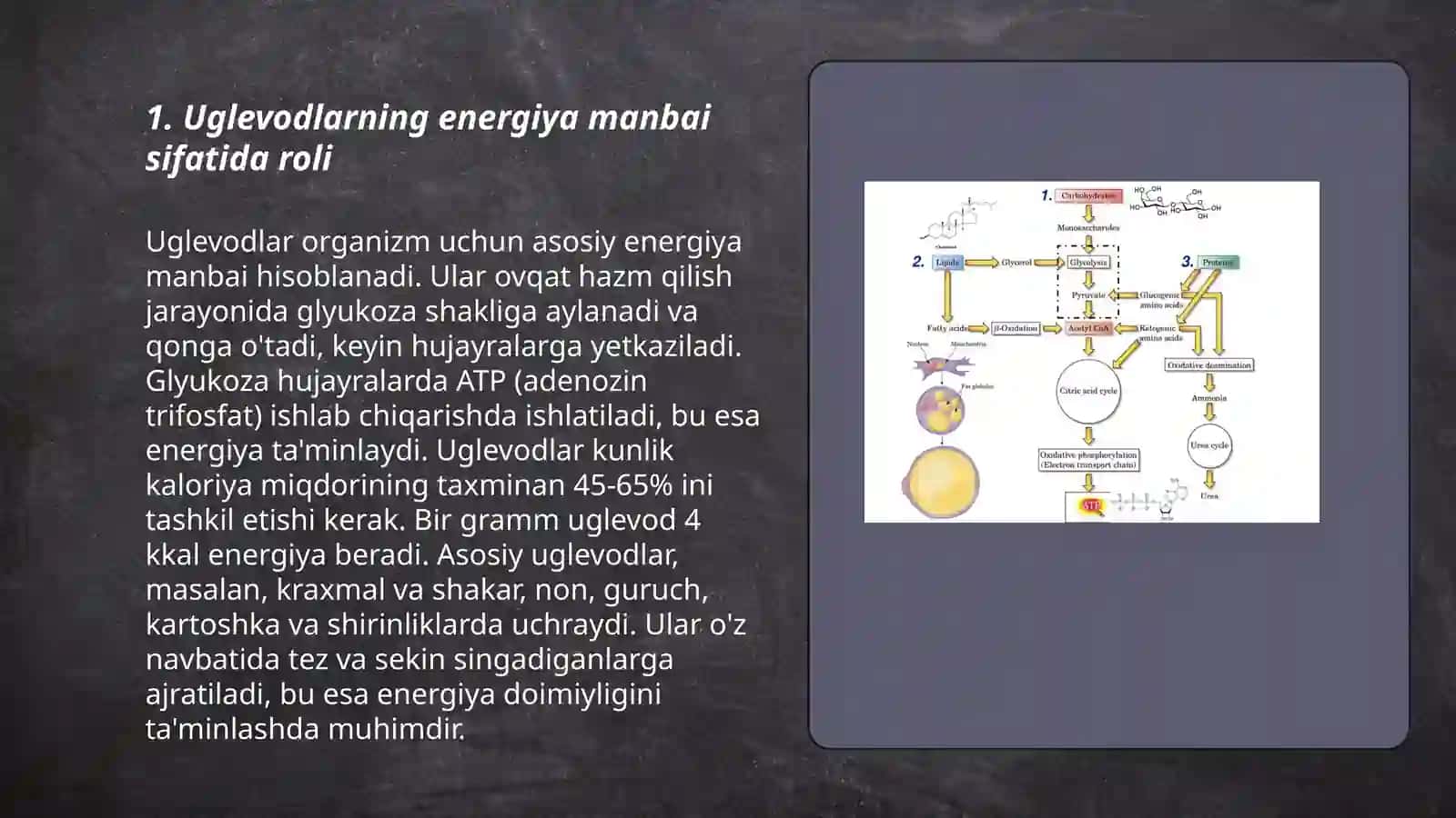 Uglevod,yog',aminakislotalar almashinuvining o'zaro bog'liqligi 3