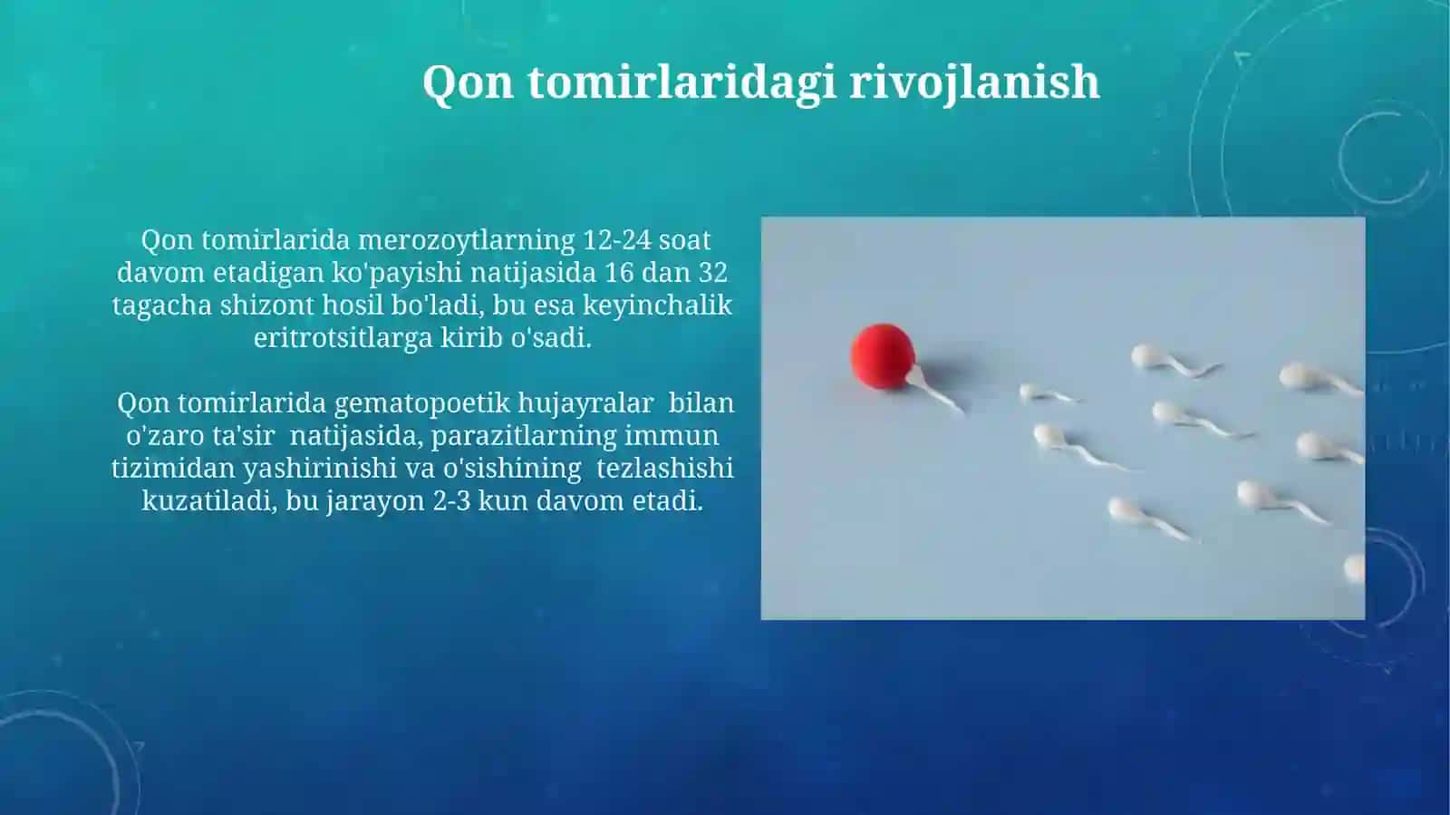 Eritrotsitar shizogoniya davri 3