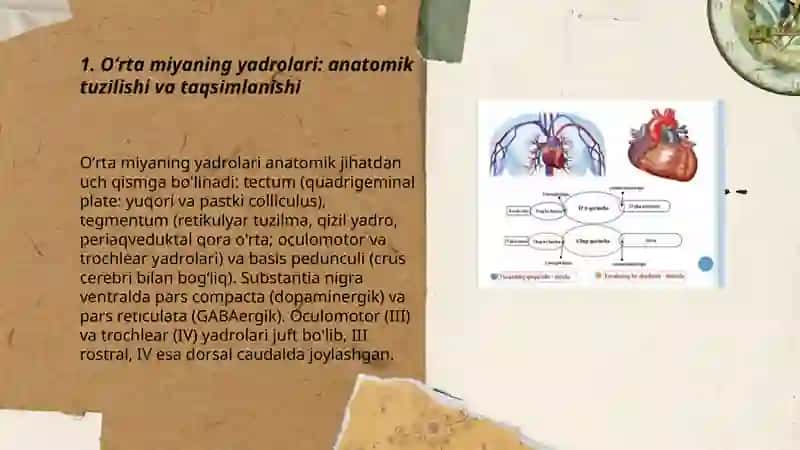Oʻrta miya yadrolari fiziologiyasi 3