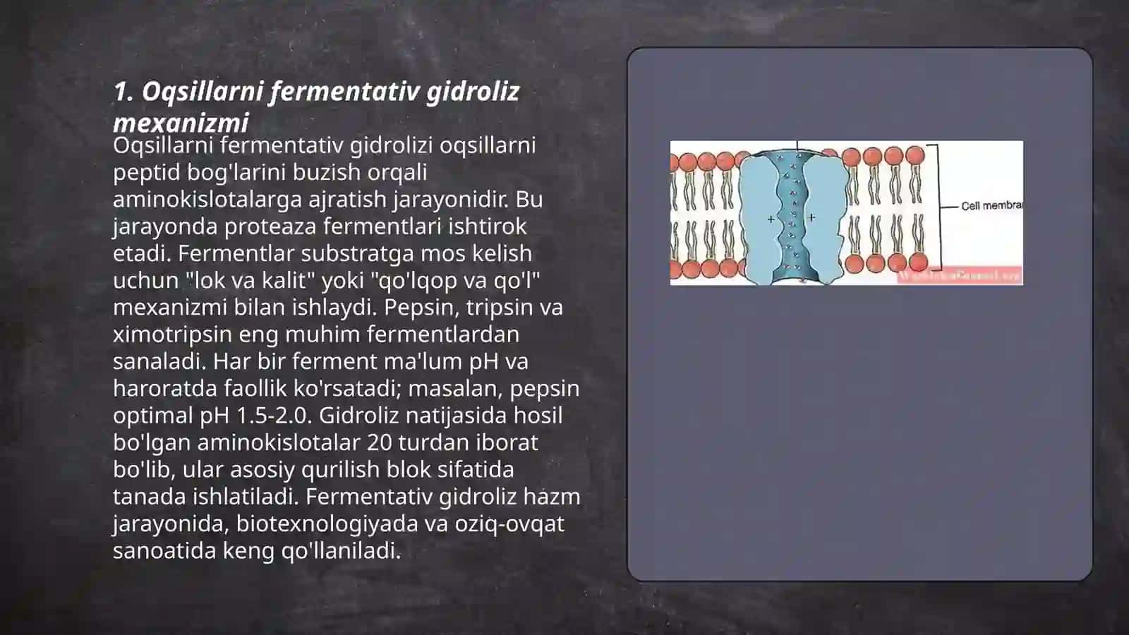 Oqsillarni fermentativ gidroliz kinetikasi 3