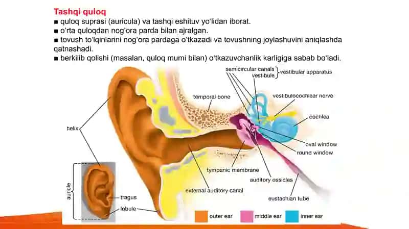 Eshitish va Vestibular tizim   Эшитиш ва вестибулар тизим Ешитиш 3