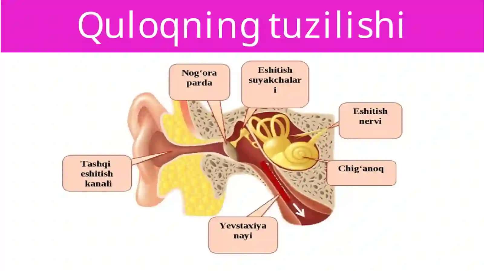 Eshitish organlarining tuzilishi 3