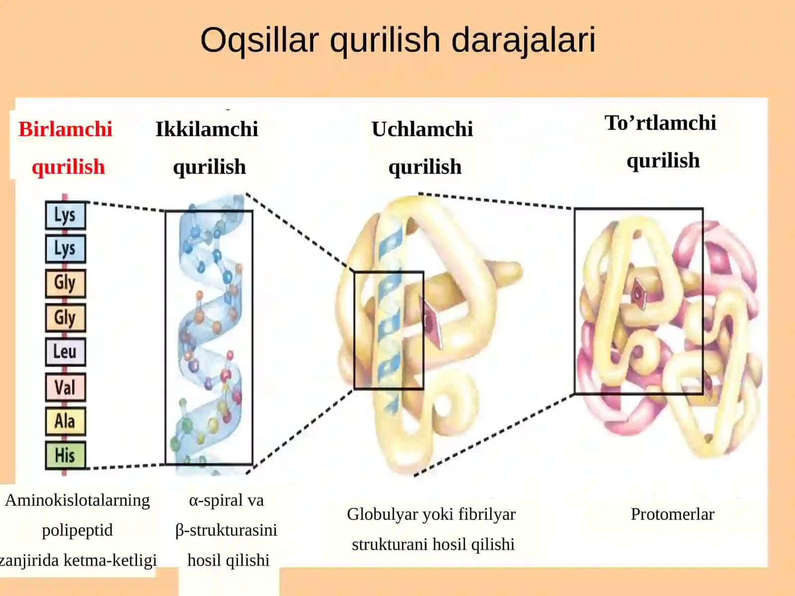 Оqsillаrning Funksiyalarining Ulаrning Fаzоviy Qurilishigа Bоg’liqligi 3