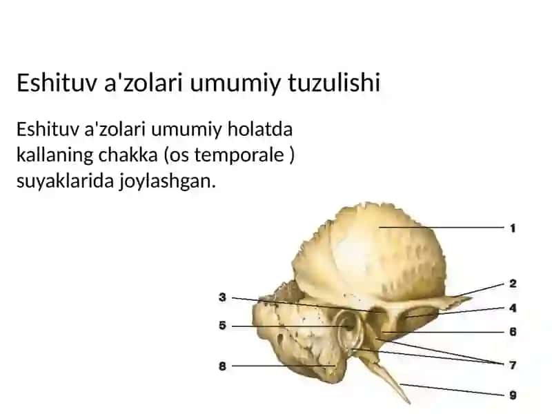 Anatomiya eshitish azolari 3